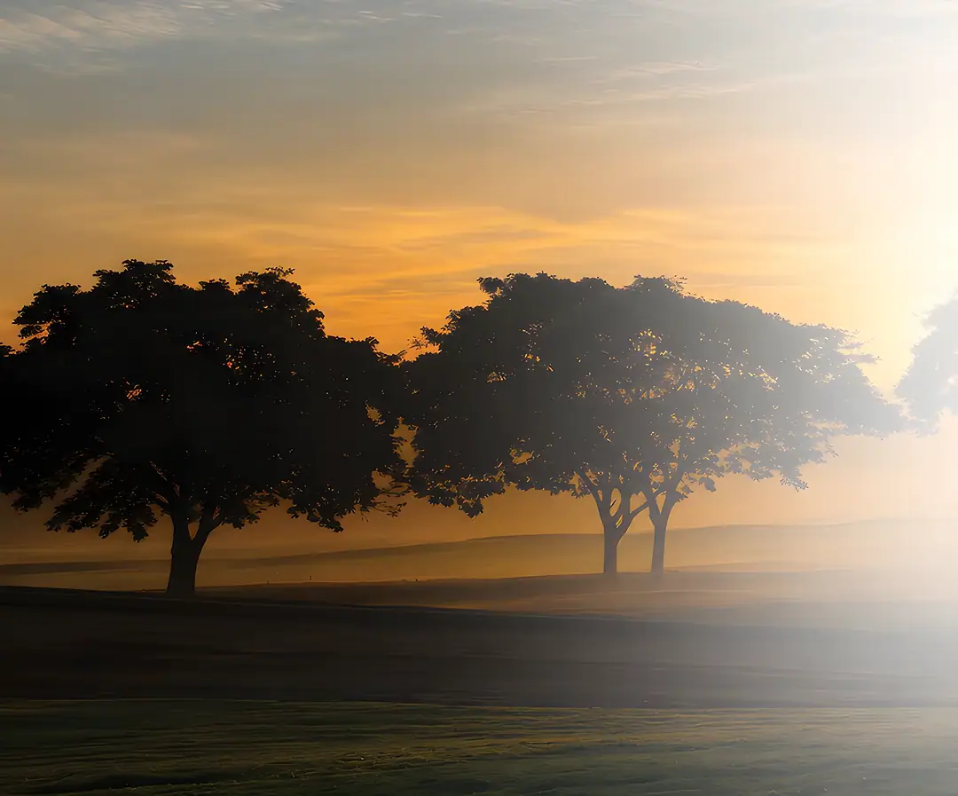 Amanhecer no terreno do Heritage Riviera, com árvores centenárias na névoa